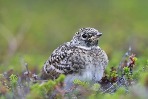 Horned Lark (Eremophila alpestris) juvenile, Varanger, Norway