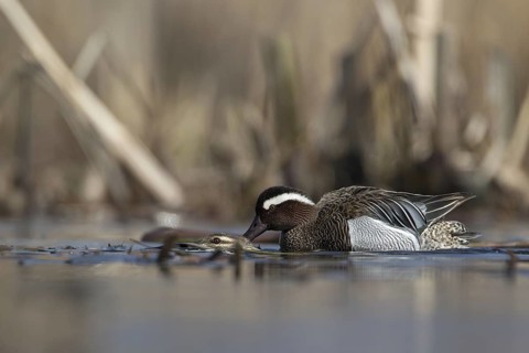 Garganey (Spatula querquedula) pair mating, Saxony, Germany