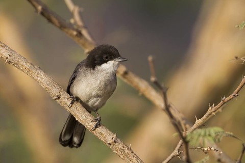 Arabian Warbler (Sylvia leucomelaena) perched on a branch, Oman