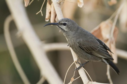 Shining Sunbird (Cinnyris habessinicus) female, Oman