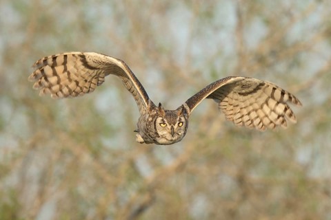 Great Horned Owl (Bubo virginianus) flying, Texas, USA