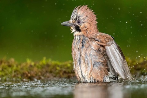 Eurasian Jay (Garrulus glandarius) bathing, Subotica, Serbia