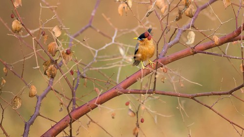 Brahminy Starling (Sturnia pagodarum), Tadoba National Park, India