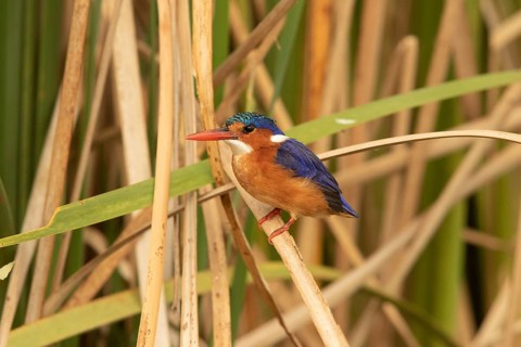 Malachite Kingfisher (Corythornis cristatus), Lake Baringo, Kenya