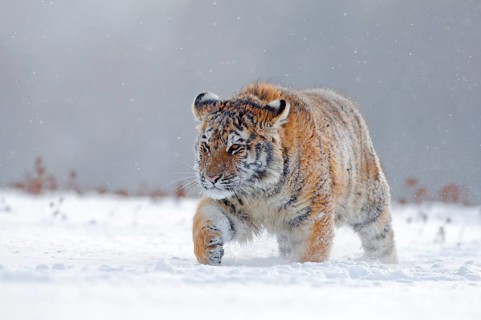 Running tiger with snowy face. Tiger in wild winter nature. Amur tiger running in the snow. Action