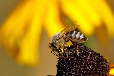 European honey bee (Apis mellifera), collecting nectar from a yellow coneflower (Echinacea