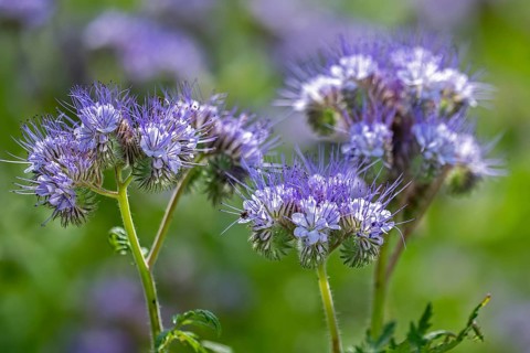 Lacy phacelia, tansy-leaf phacelia, blue tansy, purple tansy (Phacelia tanacetifolia), insectary