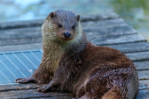 An otter with wet fur sits relaxed on a wooden platform by the water, European otter (Lutra lutra)