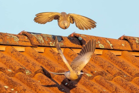 Two pigeons actively flying over an orange-coloured tiled roof under the sky, Eurasian collared