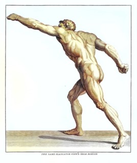 Anatomy, symbolic, man, side view from behind of the gladiator in the Villa Borghese, Rome, Italy,