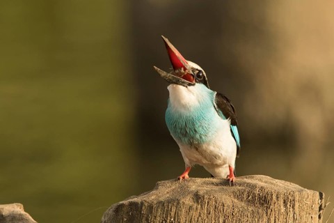 Blue-breasted Kingfisher (Halcyon malimbica), Gambia