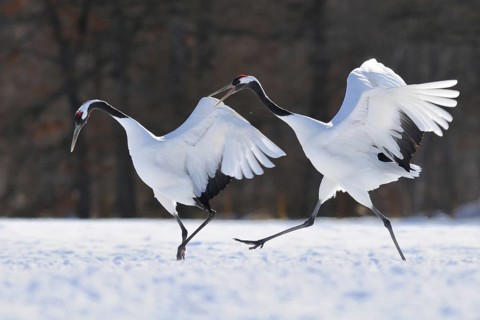 Red-crowned Crane (Grus japonensis) calling, Hokkaido, Japan