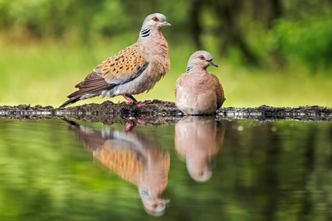 European Turtle Dove (Streptopelia turtur) pair at waterhole, Hungary