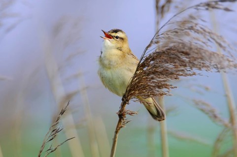 Sedge Warbler (Acrocephalus schoenobaenus) singing, Lower Saxony, Germany