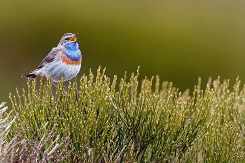 Bluethroat (Luscinia svecica cyanecula) male singing, Castile, Spain