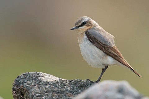 Northern Wheatear (Oenanthe oenanthe) male perched on a stone, Sweden