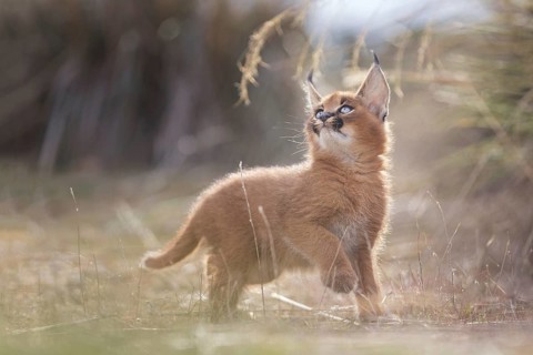 Caracal (Caracal caracal) cub playing, Castile-La Mancha, Spain