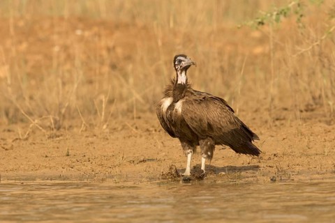 Hooded Vulture (Necrosyrtes monachus) juvenile, Gambia