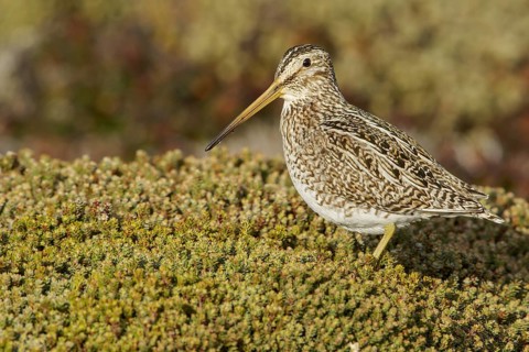 Magellanic Snipe (Gallinago magellanica magellanica) on the ground in the Falkland Islands