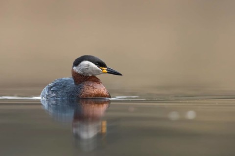 Red-necked Grebe (Podiceps grisegena), Mecklenburg-Western Pomerania, Germany