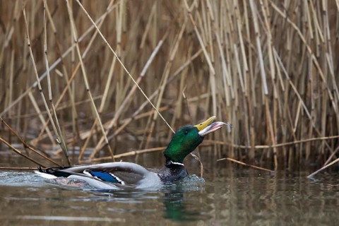 Mallard (Anas platyrhynchos) male eating fish, Mecklenburg-Western Pomerania, Germany