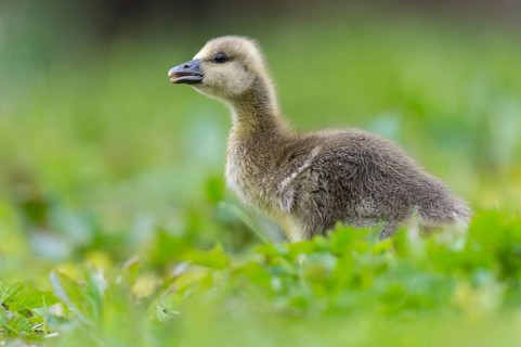 Greylag Goose (Anser anser) chick, Lower Saxony, Germany