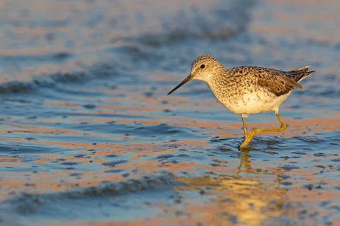 Teichwasserläufer, Marsh Sandpiper, Tringa stagnatilis, Chevalier stagnatile, Archibebe Fino