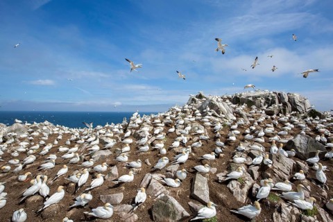 Northern Gannet (Morus bassanus) colony, Saltee Islands, Ireland