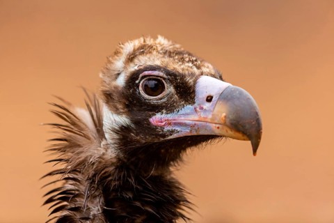 Mönchsgeier, Monk Vulture, Black Vulture, Cinereous Vulture, Aegypius monachus, Vautour moine,