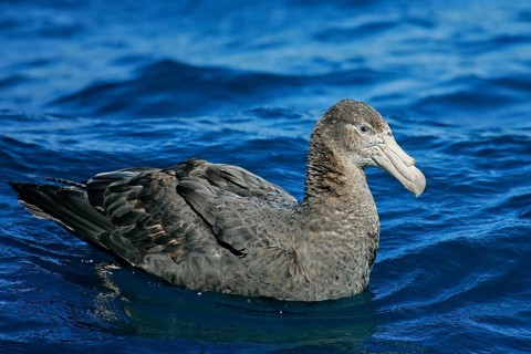 Southern Giant Petrel (Macronectes giganteus), South Island, New Zealand