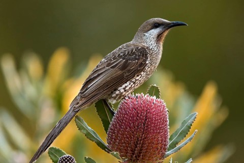 Western Wattlebird (Anthochaera lunulata), Western Australia, Australia