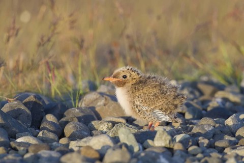 Arctic Tern (Sterna paradisaea) chick, Iceland