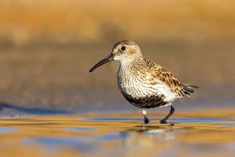 Dunlin (Calidris alpina) foraging, North Rhine-Westphalia, Germany