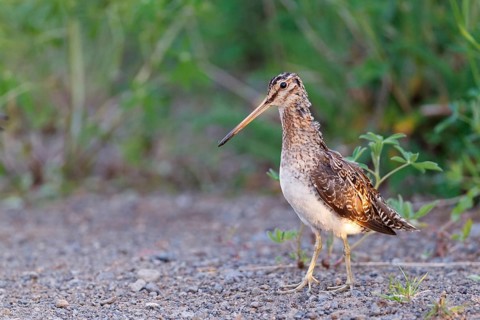 Common Snipe (Gallinago gallinago), Iceland