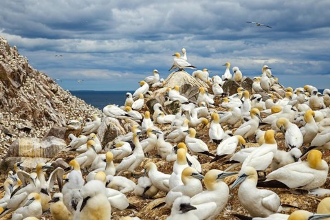 Northern Gannet (Morus bassanus) colony, Saltee Islands, Ireland