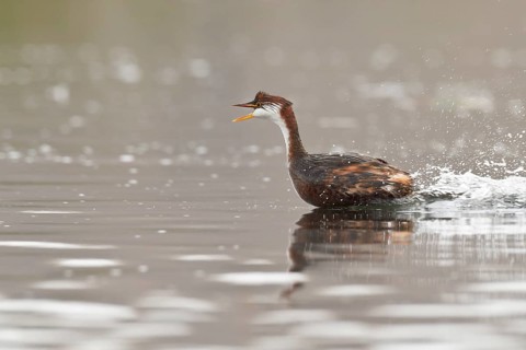 Titicaca Flightless Grebe (Rollandia microptera) in lake Titicaca in Bolivia, South America