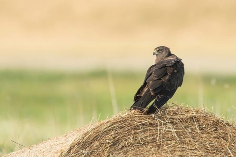 Western Marsh Harrier (Circus aeruginosus) juvenile, Schleswig-Holstein, Germany