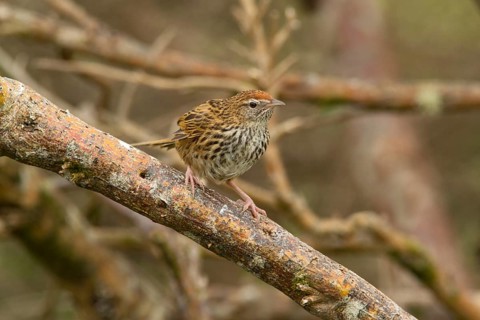 New Zealand Fernbird (Megalurus punctatus), New Zealand