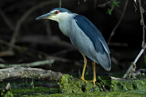 Black-crowned Night Heron (Nycticorax nycticorax), Baden-Wuerttemberg, Germany
