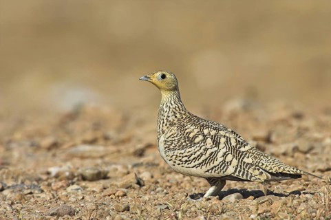 Chestnut-bellied Sandgrouse (Pterocles exustus) female, Oman