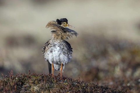 Ruff (Calidris pugnax) territorial male in breeding plumage at lek in spring, Scandinavia