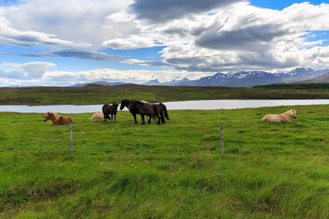 Several Icelandic horses, also Icelanders or Icelandic ponies, grazing in a meadow, mountains on