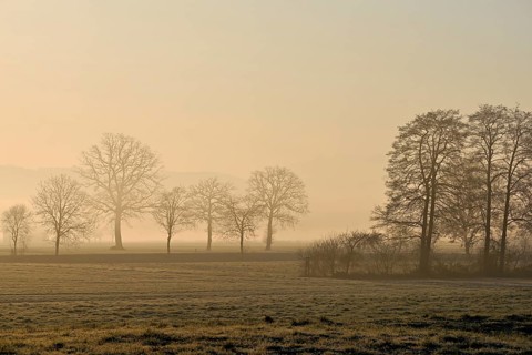 Meadows and trees in the early morning mist in the light of the rising sun, Reusstal, Aristau,