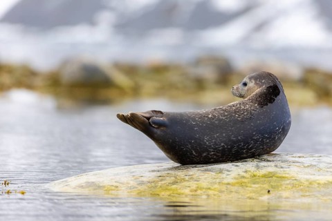 Harbour seal (Phoca vitulina) lying on a stone in the water, Mammals (Mammalia), Gravnesodden,