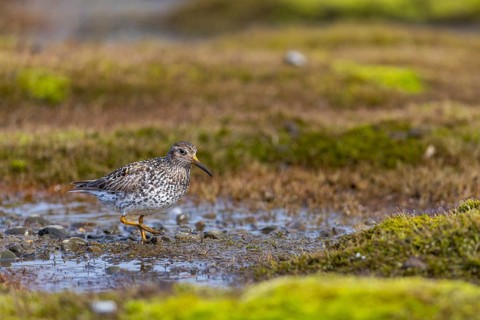 Black-legged stint (Calidris maritima) foraging, Aventdalen, Longyearbyen, Spitsbergen, Svalbard