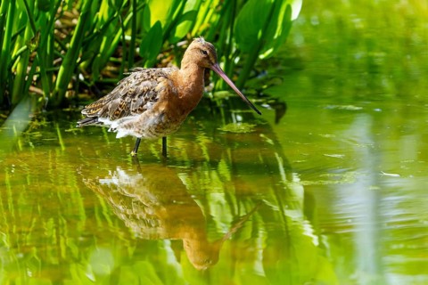 A bird standing in the water with reflection surrounded by green vegetation, Black-tailed Godwit