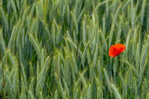 Poppies in a wheat field, near Markt Berolzheim, Altmühltal, Middle Franconia, Franconia, Bavaria,