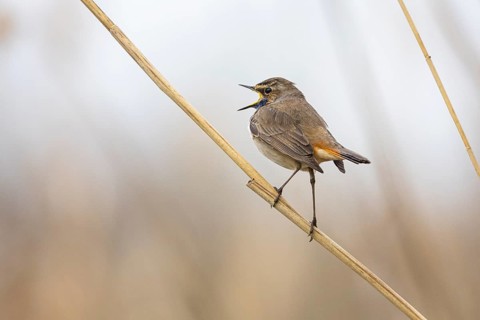 Bluethroat (Luscinia svecica cyanecula) ml Germany
