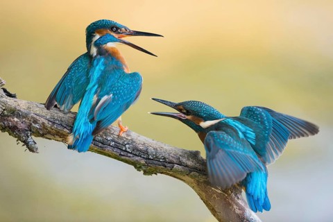 Generational conflicts... Kingfisher (Alcedo atthis), two kingfishers arguing, young bird on the