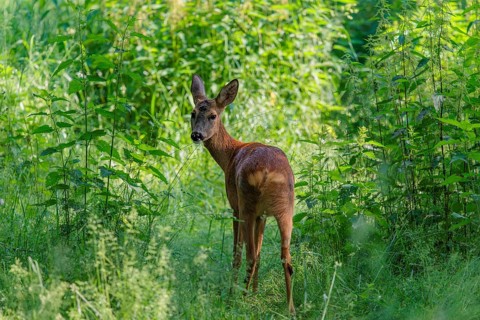 A female roe deer (Capreolus capreolus) crosses a nettle thicket. Bavaria, Germany